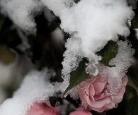 Frostbitten roses
