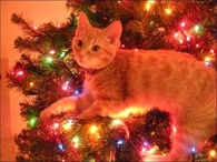 Cat in the Tree