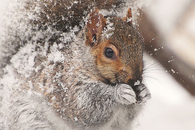 Winter squirrel