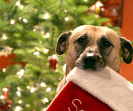 Santa, I can explain
