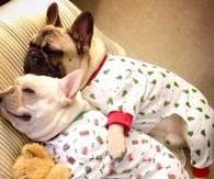 Dog holiday pajamas