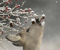 Winter deer