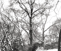Snowy walk 