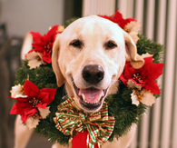 Dog wreath