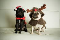 Holiday dogs
