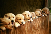 Puppies