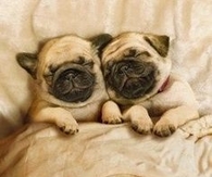 Cuddling pups