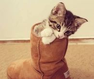 Ugg cat