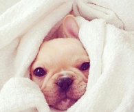 Sweet dog face