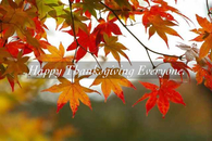 Happy Thanksgiving