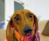 Dog wrapped in christmas lights