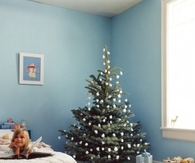 Cottonball tree