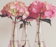 Pink Hydrangeas in Pink Bottles