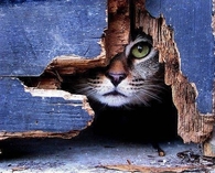 Peeking