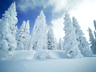 Trees Covered in Ice