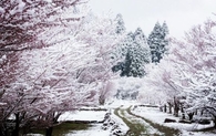 Pink Winter