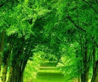 Spring Green Scenery