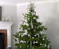 Elegant evergreen christmas tree