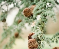 Pinecones on a tree