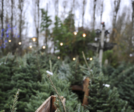 Christmas trees