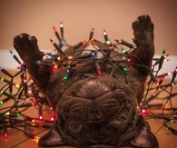 French Bulldog in Christmas Lights