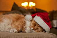 Sleeping Christmas Kitty