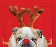 Cute Christmas Dog