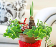 Christmas flower gift