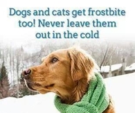 Never leave pets outside in the cold!