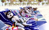 Dogs on Vacation