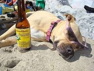 Drunk Dog
