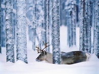 Snow forest