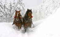 Winter horses
