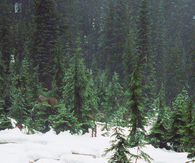 Snowy stream