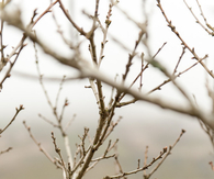 Bare branches