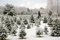 Snow covered trees