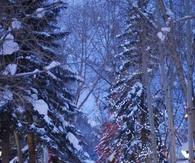 Christmas lights outdoors
