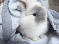 Cuddly Bunny