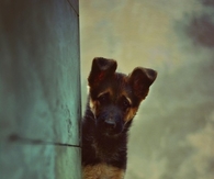Cute Dog