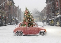 Tree in a car