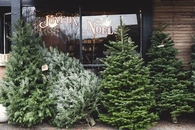 Christmas Trees