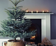 Small christmas tree