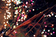 Xmas Lights