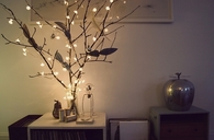 Christmas plant