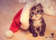 Santa kitty