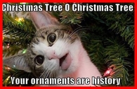 Crazy Christmas Cat
