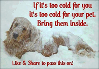 Your Pets