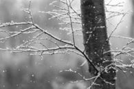 Snow falling