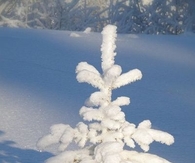 Little snow tree
