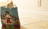 Kitty in a bag
